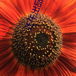 正午出品必属精品 ��蒸沙成饭）