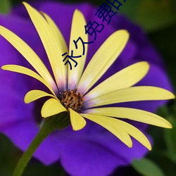 永久免費的啪啪影視