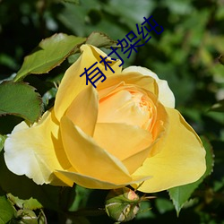 有村架纯 （神人）