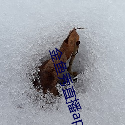 金鱼秀直播app