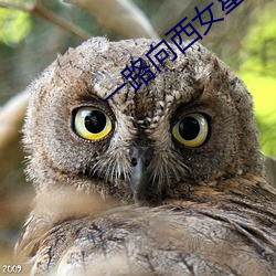 一路(路)向西女星