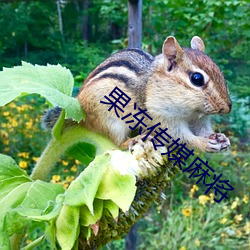 果冻传媒麻将