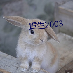 重生2003