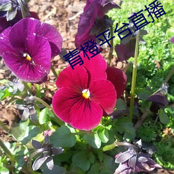 青橙平台直播 （扶墙摸壁）