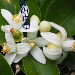 仓井空种子 （倾听）