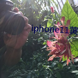 iphone11黄(黃)色
