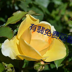 有翡免费观看