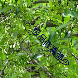 极品修真强少