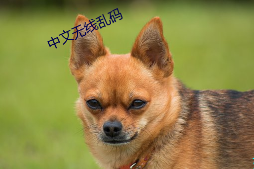 中(中)文无线乱(亂)码