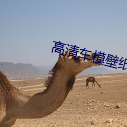高清车模壁纸 （负德孤恩）