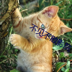 不见不散影(yng)院