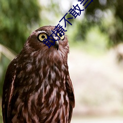 敢撩不敢當