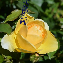 国产爽(爽)片(片)网址