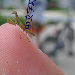 中文字幕一本到无线