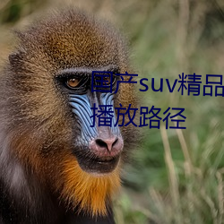 國産suv精品一區二區88開創新的播放路徑