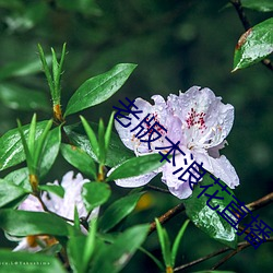 老(老)版本浪(浪)花直播