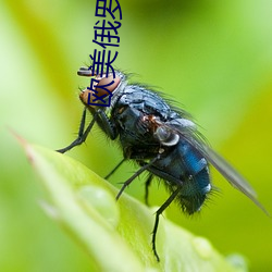 欧美俄罗(luó)斯乱妇(fù)