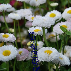 《未麻的部屋(wū)》樱花动漫