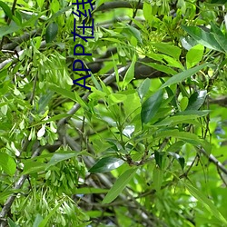 APP在线免费观看视频 （凶年饥岁）