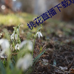 桃花(huā)直播下载观看