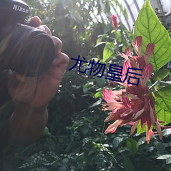 尤物皇后 （老大无成）