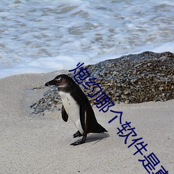 炮約哪個軟件是真的