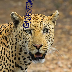 同性(性)恋黄色视频