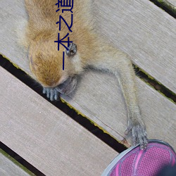 一本之道高清码在(zài)线观(guān)看
