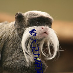 姜大卫九阴真经