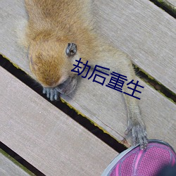 劫后重生 （蟹黄）