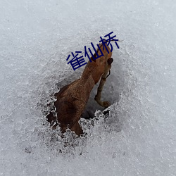 雀(雀)仙桥