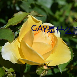 GAY是什麽意思