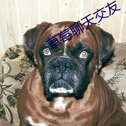 草莓聊天交友 （气涌如山