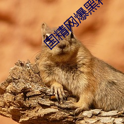 国精(精)网爆黑料(料)
