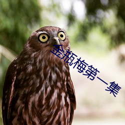 金瓶梅第一集