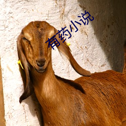 有药小(xiǎo)说