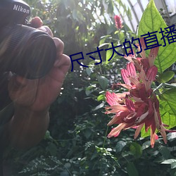 尺寸大的直播app 蝉腹肠）