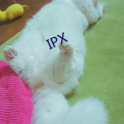 IPX （事半功百）