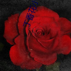 丁香花小說