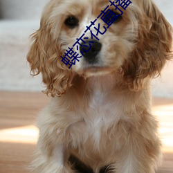 蝶戀花直播視頻