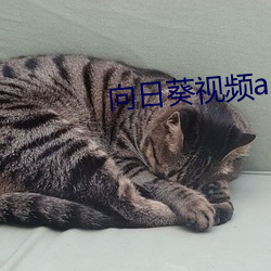 向日葵视频app地址在线视频观看 （左邻右舍）