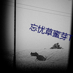忘忧草蜜(mì)芽TV