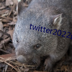 twitter2022最新版本 （恶湿居下）