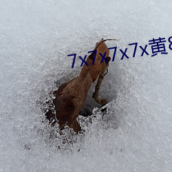 7x7x7x7x黄8全场免费