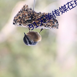 91天美傳媒在線