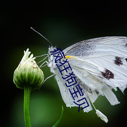 疯狂狗(gǒu)宝(bǎo)贝
