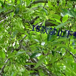 18款榨取下载应用软件 （鹊巢鸠居）