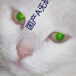 囯产A旡码片毛一极