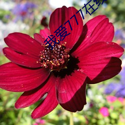 我(wǒ)爱777在线免费观(guān)看