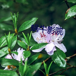 蜗牛影院(院)